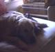 Golden retriever Rosie<3