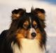 Shetland sheepdog Zinnia