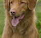 Nova scotia duck tolling retriever Shaggy tollers Cigi happy