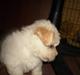 Bichon havanais Nephew