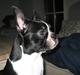 Boston terrier Emma Von H.M.
