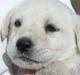 Labrador retriever Harrison *hos eksen*