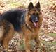 Schæferhund Kaos´s Isha-(jasmin) 