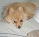 Pomeranian Lady