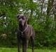 Cane corso  - DIABLO - R.I.P