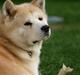 Akita inu Sam