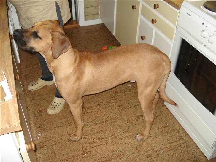 Blanding af racer Balder - her er jeg så og er blivet godt stor og tung jeg er nemlig 8 månder og vejer 45 kg billede 1