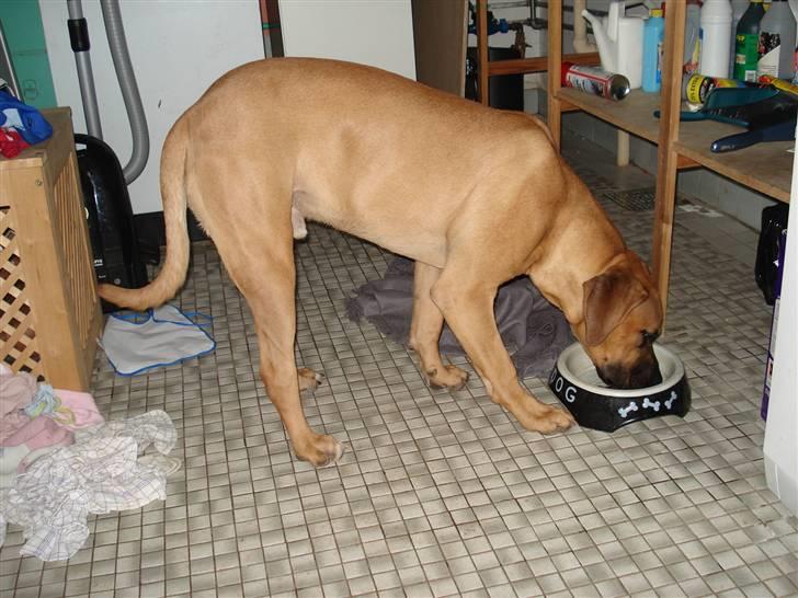 Blanding af racer Balder billede 2