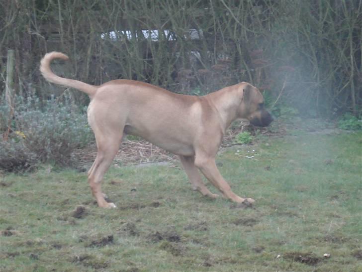 Blanding af racer Balder billede 3