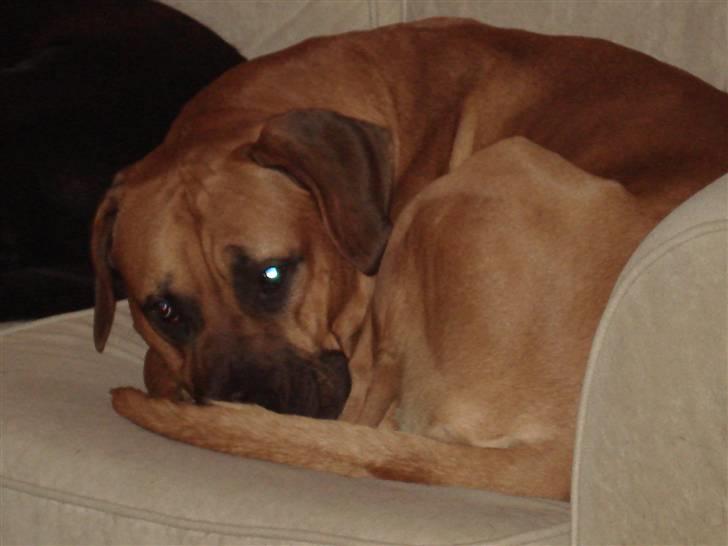 Blanding af racer Balder billede 4