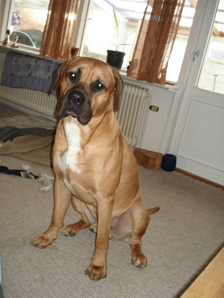 Blanding af racer Balder billede 5