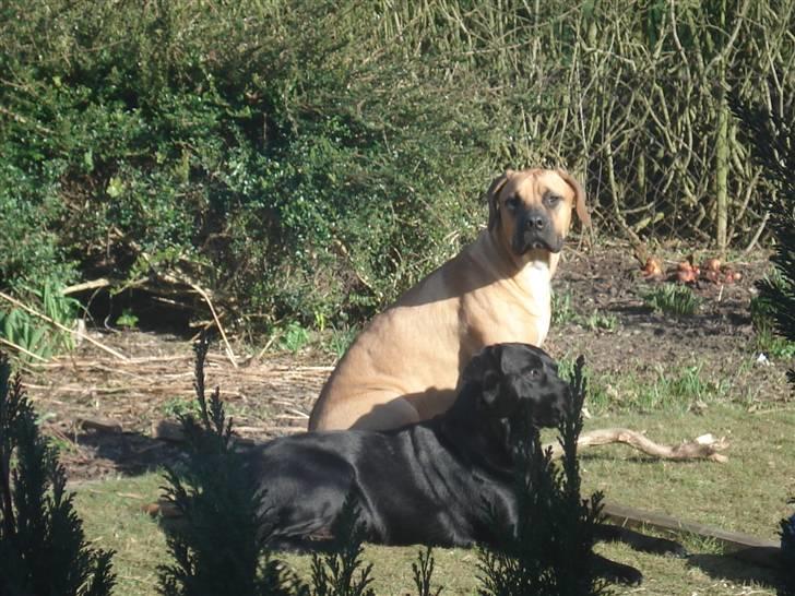 Blanding af racer Balder billede 6