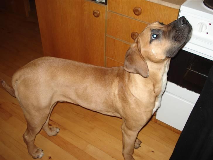 Blanding af racer Balder billede 7