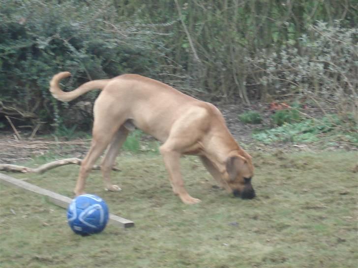 Blanding af racer Balder - her leger vi billede 8