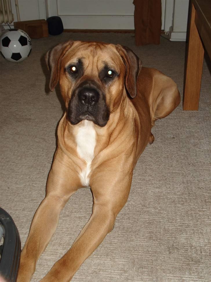 Blanding af racer Balder - putter med min stor bror loke billede 9