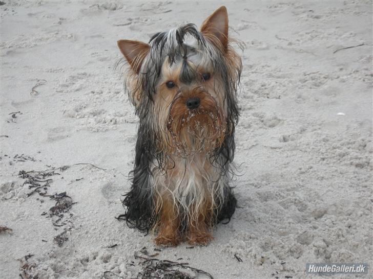 Yorkshire terrier The Boss - jeg eeelsker at være på stranden  billede 1