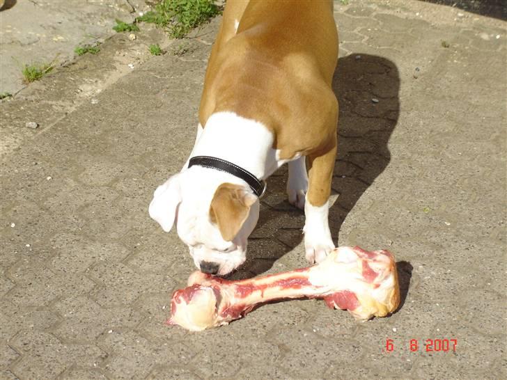 Amerikansk bulldog CH.Matheo"s Storm - Hvor er jeg heldig med at få et lille ben. billede 6