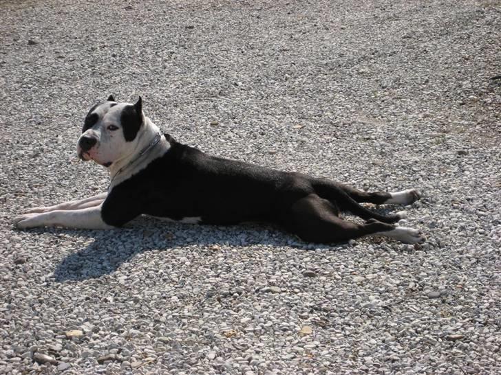 Amerikansk staffordshire terrier Cæsar blandet m. DOVENDYR RIP - Im not a seal!!!! billede 16