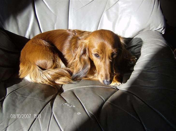 Dværggravhund MILA - vi tager os lige en lille lur billede 12