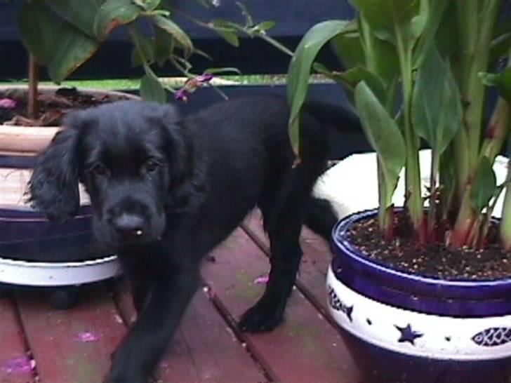 Flat coated retriever Jiggers whait for Duncan - Duncan da han var 2½ måned (:  billede 7