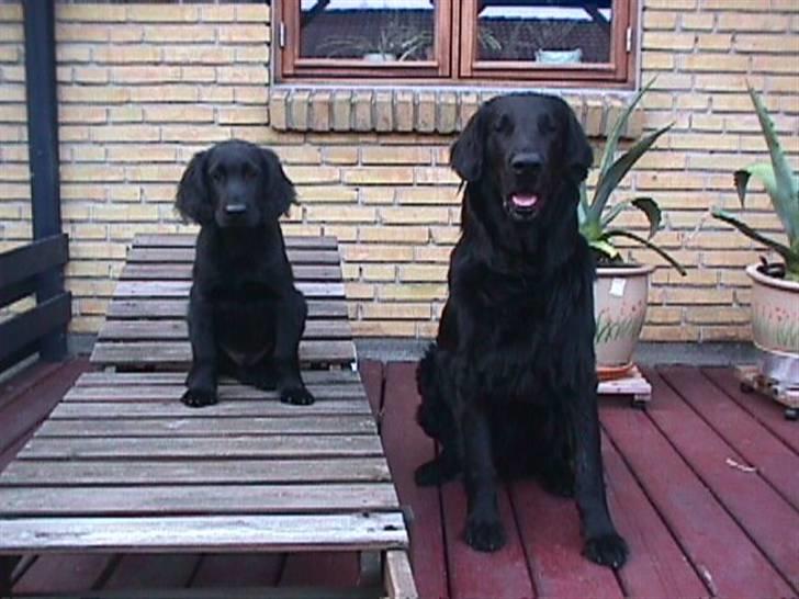 Flat coated retriever Jiggers whait for Duncan - Duncan da han var lille sammen med vores afdøde hund Ras , Ja ras er stor han voksede sig faktisk 15 cm højere end racen tillader (: billede 8