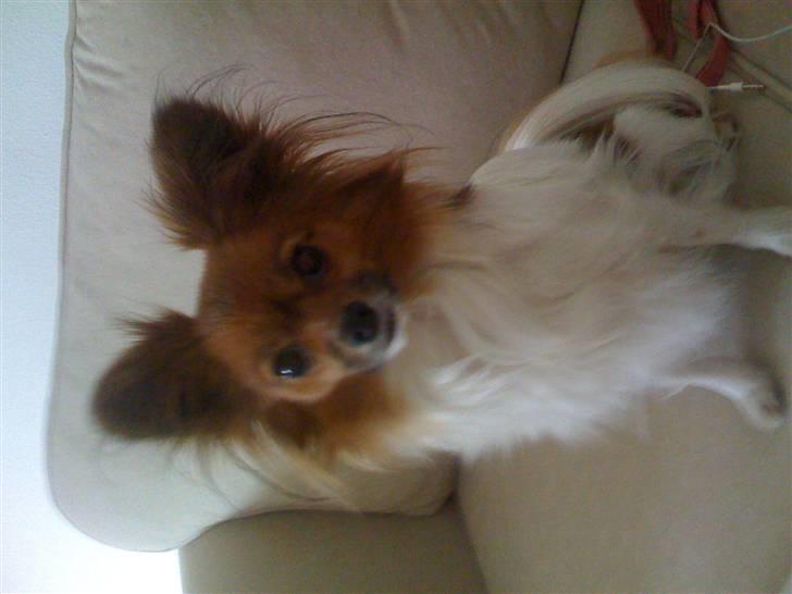 Papillon nikki billede 18