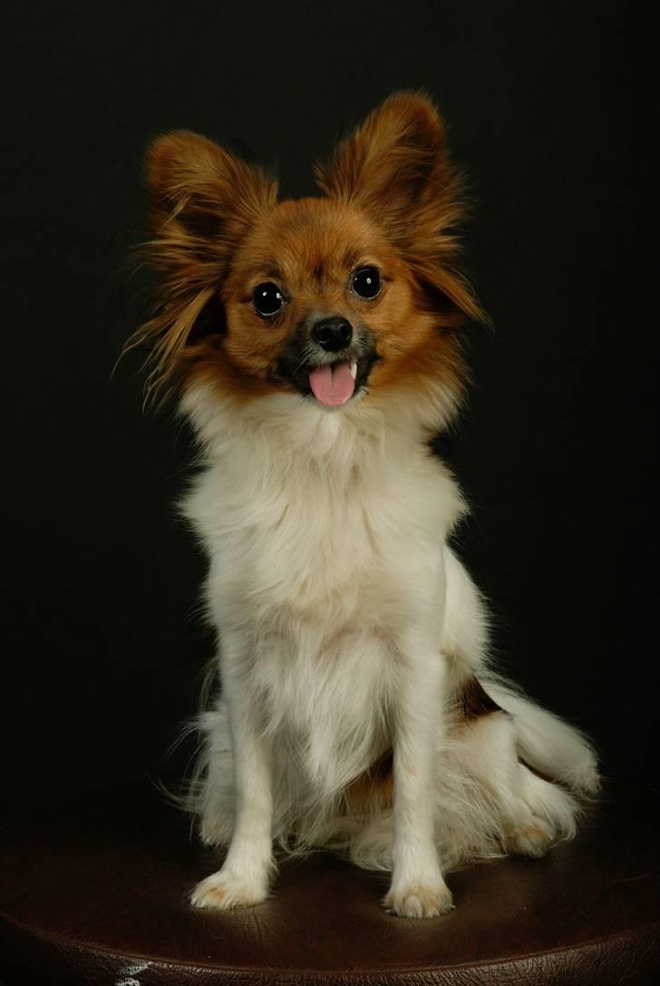 Papillon nikki billede 19