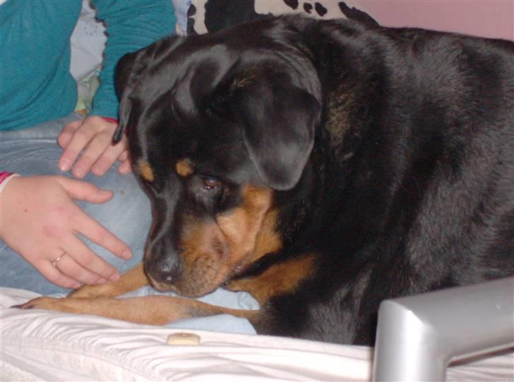 Rottweiler senna(aflivet d 12/1-09) billede 1