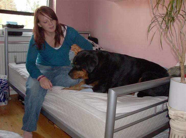 Rottweiler senna(aflivet d 12/1-09) billede 2