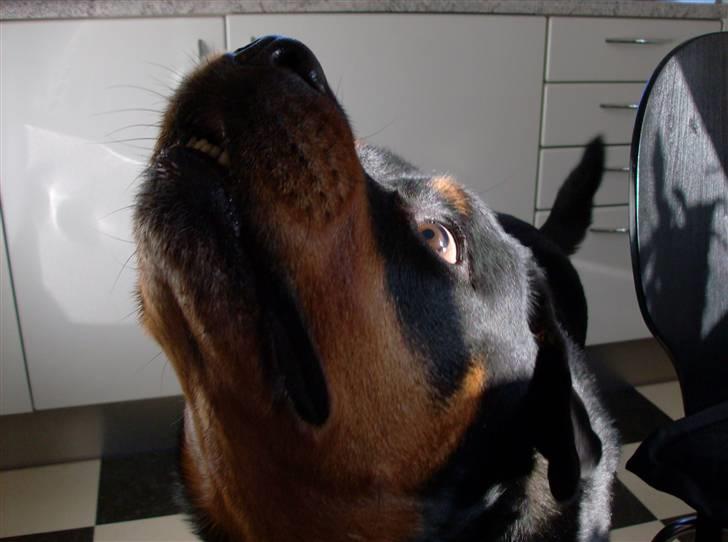 Rottweiler senna(aflivet d 12/1-09) billede 4