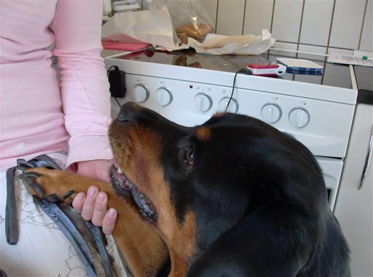 Rottweiler senna(aflivet d 12/1-09) billede 6