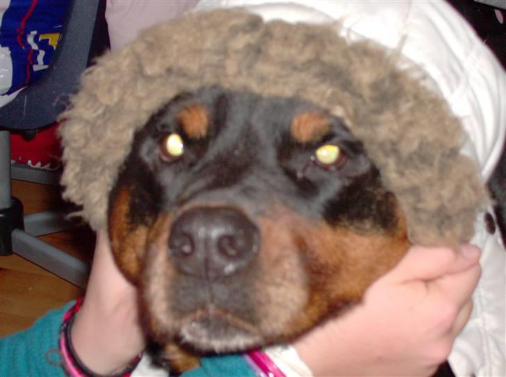 Rottweiler senna(aflivet d 12/1-09) billede 7