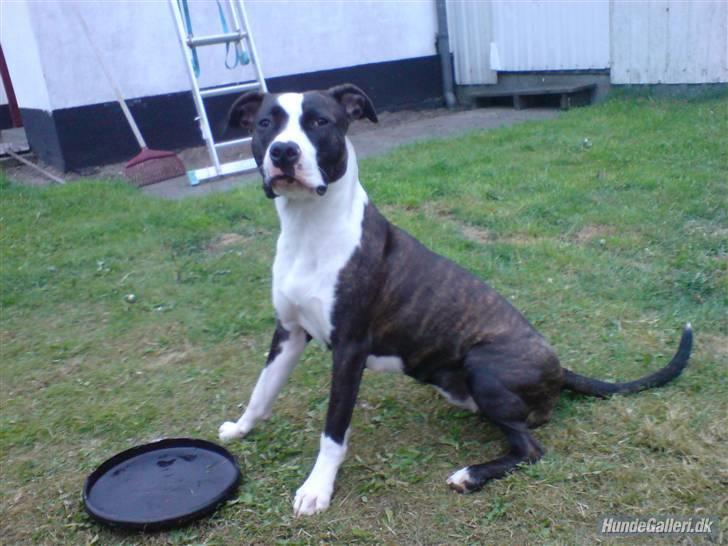 Amerikansk staffordshire terrier freja a billede 3