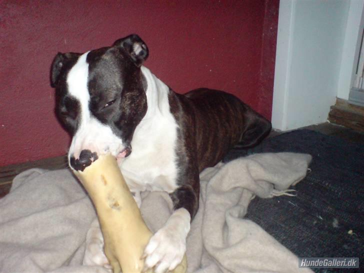 Amerikansk staffordshire terrier freja a billede 4