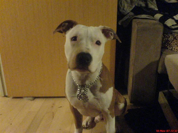 Amerikansk staffordshire terrier Kato *SOLGT* :`( - Her er han lige blevet et halvt år. billede 1