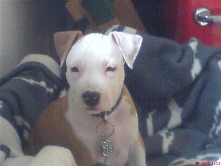 Amerikansk staffordshire terrier Kato *SOLGT* :`( - Lige den dag jeg fik ham.. 8 uger billede 2