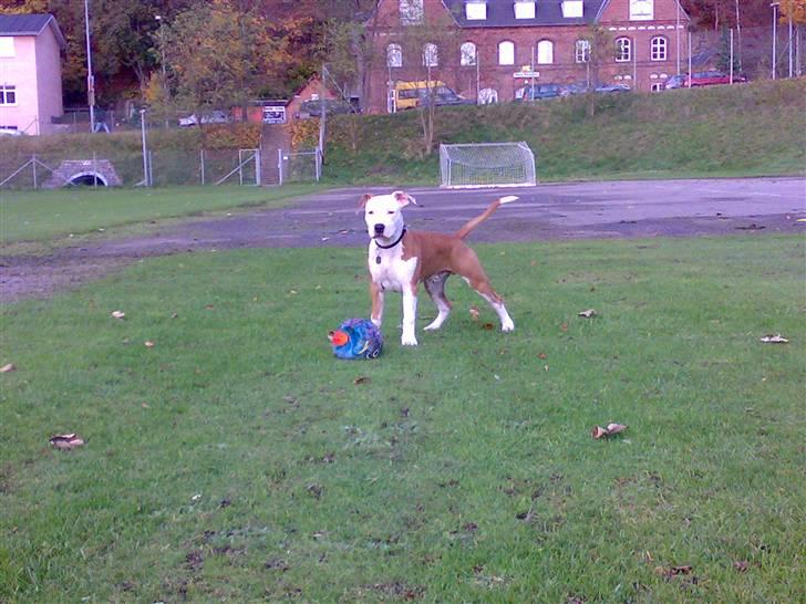 Amerikansk staffordshire terrier Kato *SOLGT* :`( billede 3