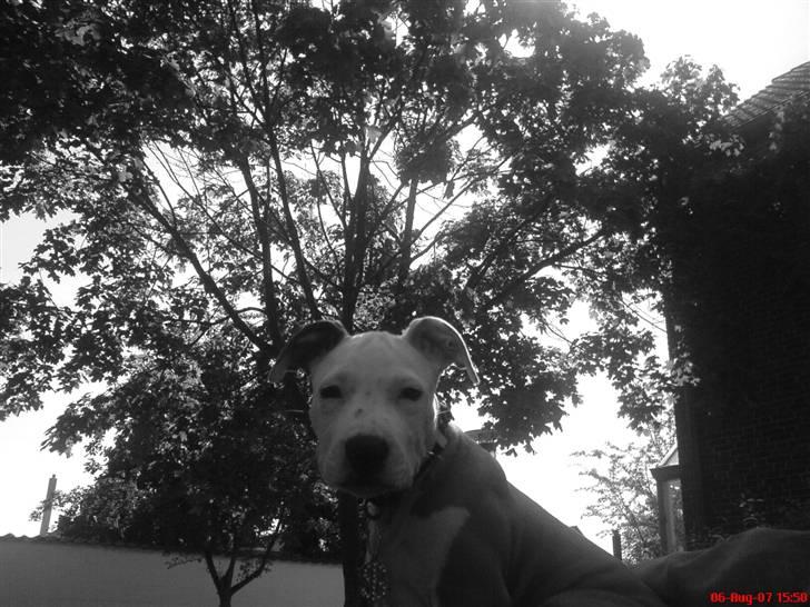 Amerikansk staffordshire terrier Kato *SOLGT* :`( billede 4