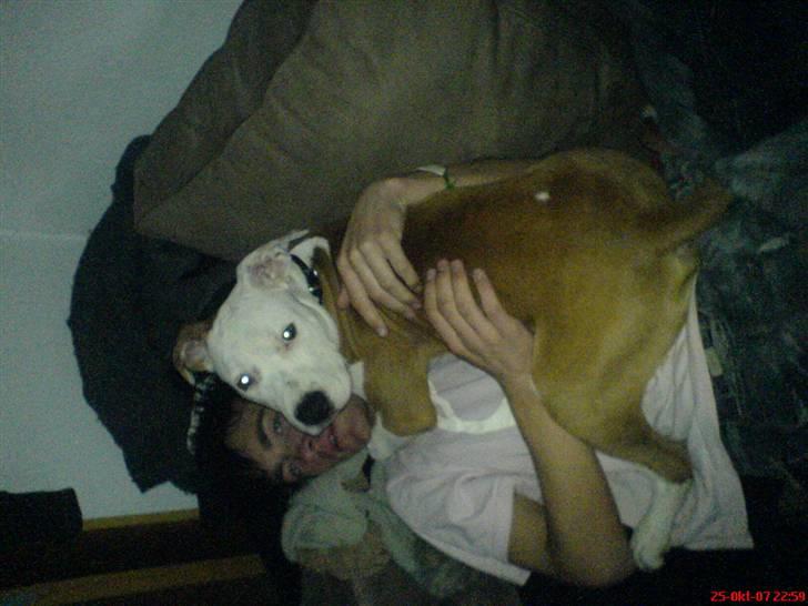 Amerikansk staffordshire terrier Kato *SOLGT* :`( billede 5