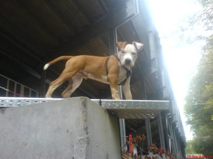 Amerikansk staffordshire terrier Kato *SOLGT* :`( - Står lige og flexer muskler :o) billede 6