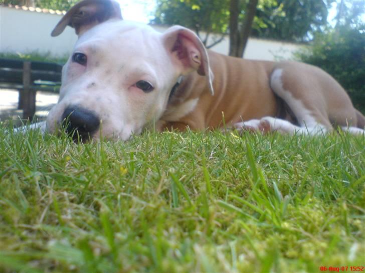 Amerikansk staffordshire terrier Kato *SOLGT* :`( billede 7