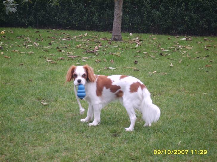 Cavalier king charles spaniel Pepsi - Nogen der vil lege med mig? billede 8