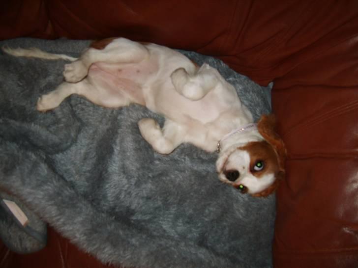 Cavalier king charles spaniel Pepsi - Hallo må jeg ikke få fred fra det kammera, vil da gerne sove...ZZzzzz billede 9