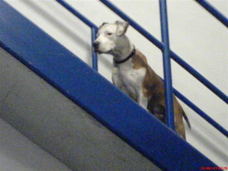 Amerikansk staffordshire terrier Kato *SOLGT* :`( billede 8