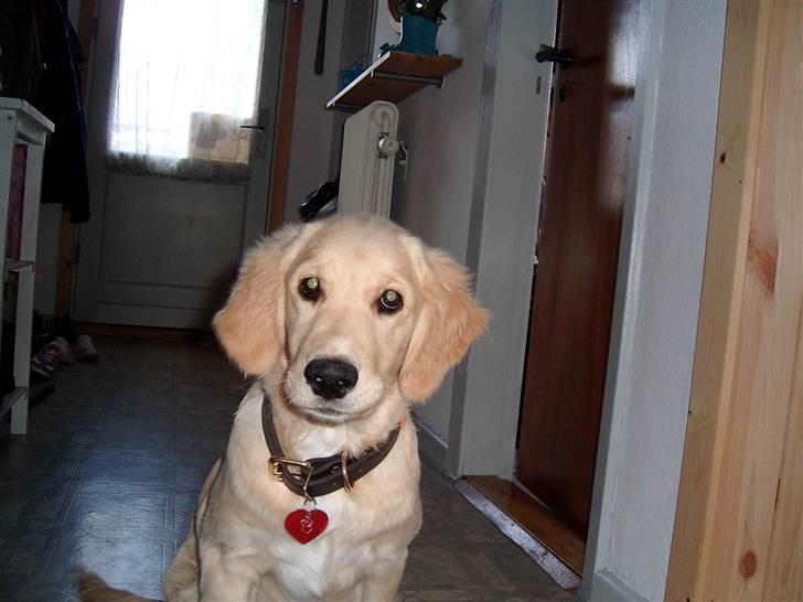 Golden retriever * Molly * billede 12