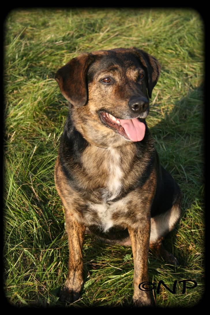 Blanding af racer Nala [Mor & Far's] billede 12