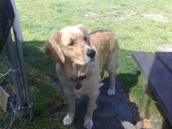 Golden retriever * Molly * - dejlig stund med min bedste ven tyson billede 13