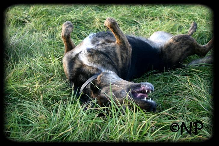 Blanding af racer Nala [Mor & Far's] billede 13