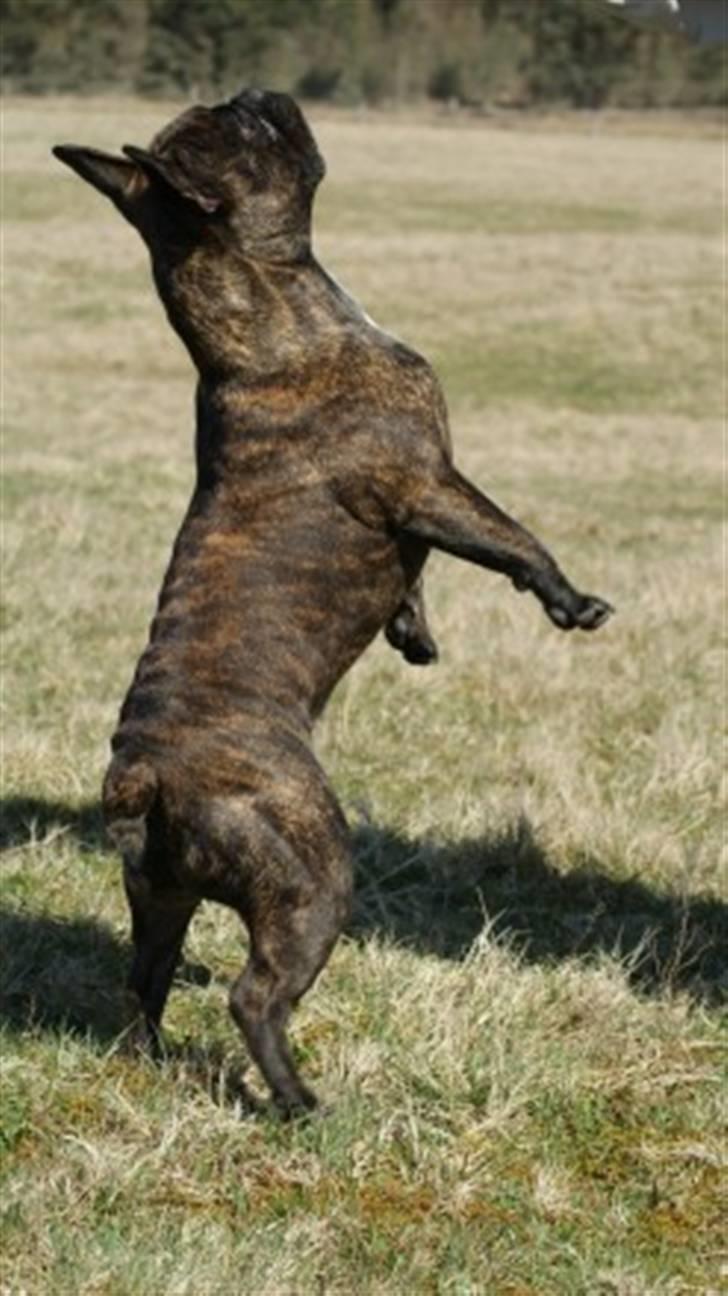 Fransk bulldog Tyson *Død* billede 1