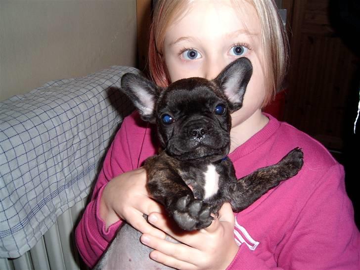 Fransk bulldog Tyson *Død* billede 2